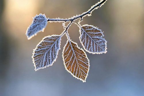 Bevroren bladeren met ijskristallen