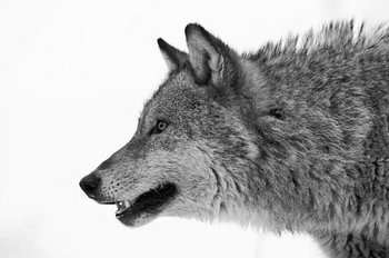 Face of a wolf