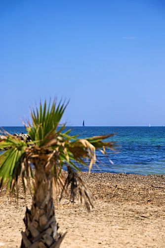 Strand en Middellandse Zee met wazige palmboom en zeilboten van Port Grimaud Uitzicht richting Saint Tropez, Cote d'Azur