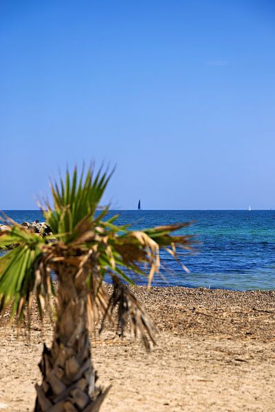 Plage et Méditerranée avec palmier flou et voiliers de Port Grimaud Vue direction Saint Tropez, Cote d&#039;Azur par Andreas Freund