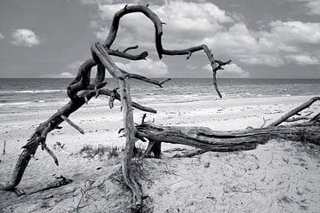 Plante arborescente de la mer Baltique IV