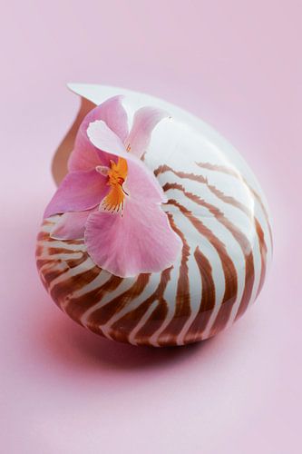 Nautilus schelp met roze tropische orchidee