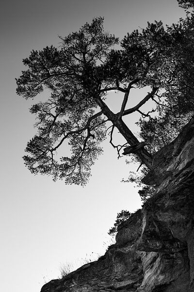 Einsamer Kiefernbaum, monochrom von Imladris Images