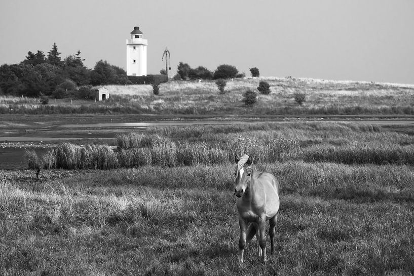 Pferd und Leuchtturm von Jörg Hausmann