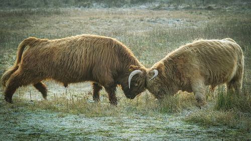 vechtende hooglanders