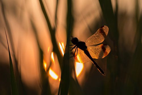 Bandheidelibel bij zonsondergang
