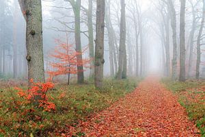 Mistige wandeling in de herfst door het bos sur Dennis van de Water