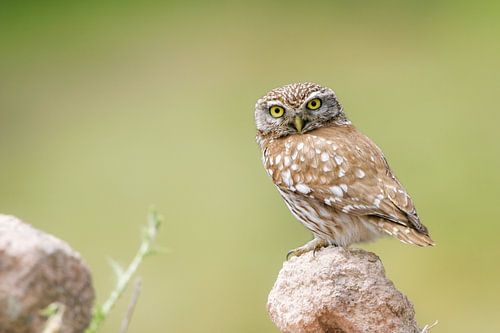 ''s Little Owl Athena