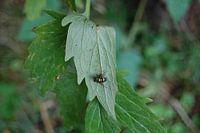 Een vlieg op een blad