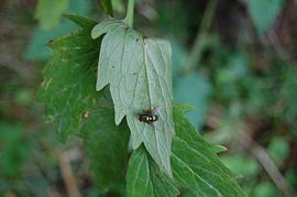 Een vlieg op een blad van kevin schenk