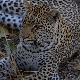 Luipaard in rust in het Krugerpark / Manyeleti in Zuid-Afrika. van Morena 68
