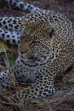 Luipaard in rust in het Krugerpark / Manyeleti in Zuid-Afrika. van Morena 68