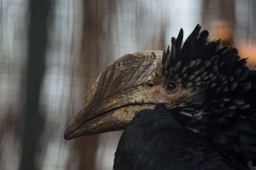 Colibri à oreilles argentées