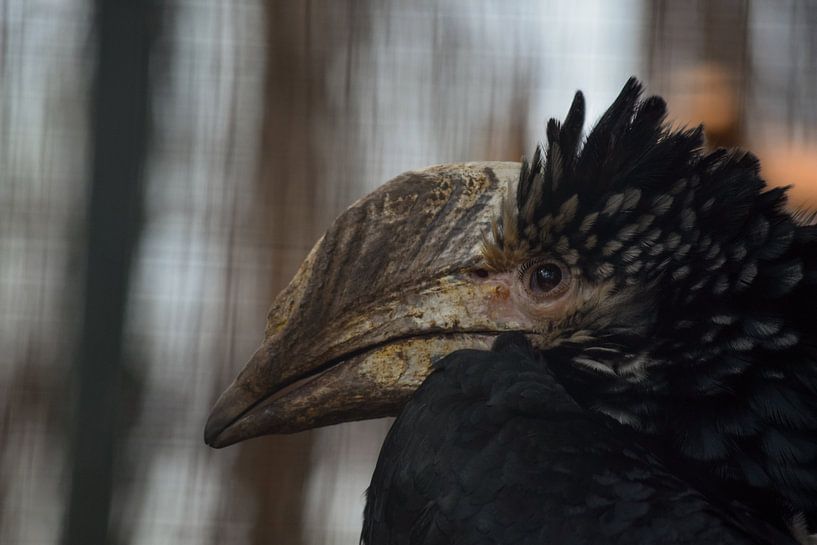 Silberohrkolibri von Sydney Overvliet