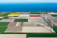 Tulpen en windmolens in polder West-Friesland, met uitzicht op IJsselmeer