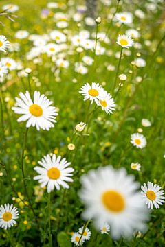 Pâquerette sur Leo Schindzielorz