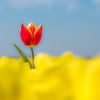 Tulipe rouge spéciale seule dans le champ de tulipes jaunes sur Moetwil en van Dijk - Fotografie