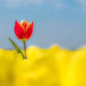 Bijzondere rode tulp alone in geel tulpenveld van Moetwil en van Dijk - Fotografie