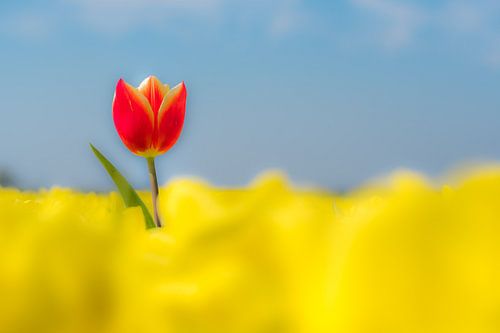 Special red tulip alone in yellow tulip field