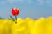 Bijzondere rode tulp alone in geel tulpenveld van Moetwil en van Dijk - Fotografie