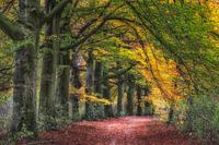 Autumn path