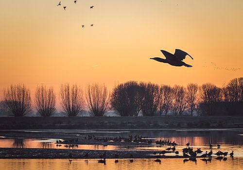 aalscholver zonsopkomst