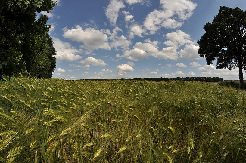 Waving grain by Lex Schulte