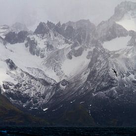 Albatros vliegend boven de oceaan bij South Georgia van Menno van Duijn