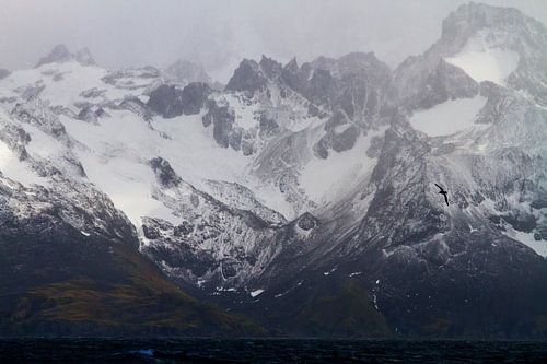 Albatros vliegend boven de oceaan bij South Georgia