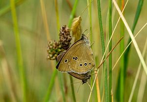Brauner Waldvogel (Aphantopus hyperantus)  Schornsteinfeger