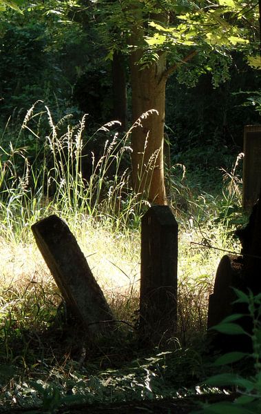 Zentralfriedhof 2 von Ilona Picha-Höberth