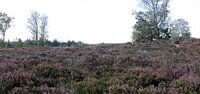 De Veluwe met al haar pracht