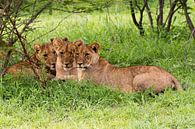 Drei Löwenbrüder im Gras von Britta Kärcher Miniaturansicht