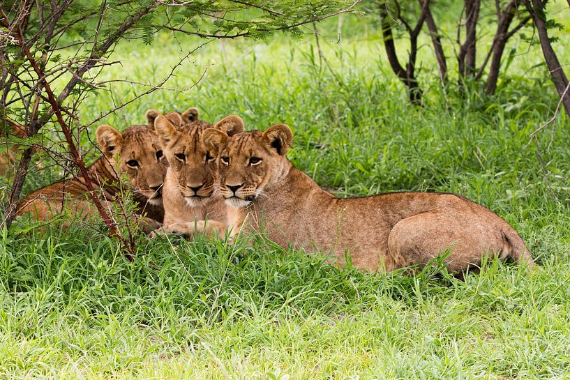 Drei Löwenbrüder im Gras von Britta Kärcher