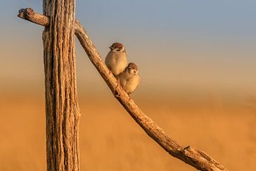 Ring Sparrows in morning light. by Erwin Stevens