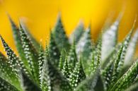 Aloe-Pflanze von Marieke Funke Miniaturansicht