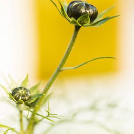 Cosmea in de knop van Tot Kijk Fotografie: natuur aan de muur