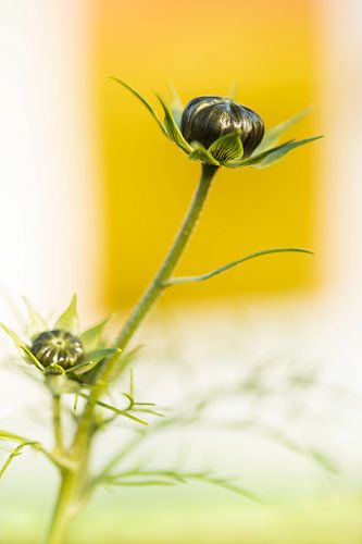 Cosmea in de knop