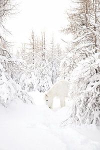 Cheval islandais dans la neige sur Elisa in Iceland
