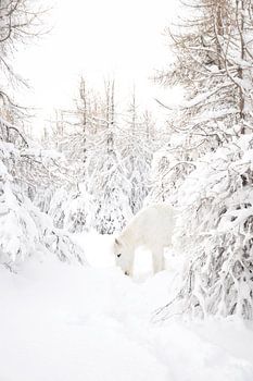 Icelandic horse in the snow