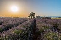  Champ de lavande Sud de la France par Riccardo van Iersel Aperçu