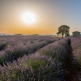  Lavender field South France by Riccardo van Iersel