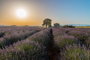  Lavendelfeld Süd-Frankreich