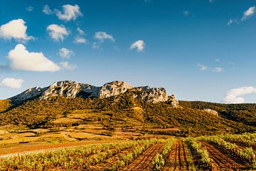 Wijngaarden in de Agly-vallei bij Maury, Oost-Pyreneeën van Hilke Maunder