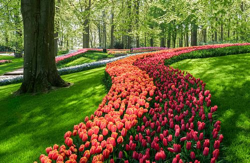 Keukenhof