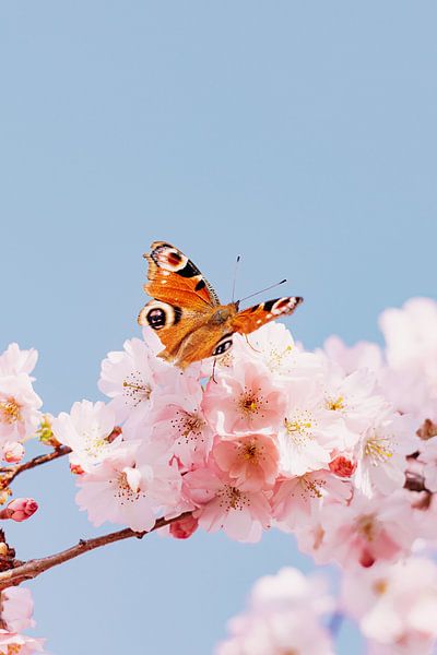 Kirschblüte von Iris Brummelman