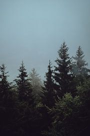 Österreichische Wälder von Eva Ruiten