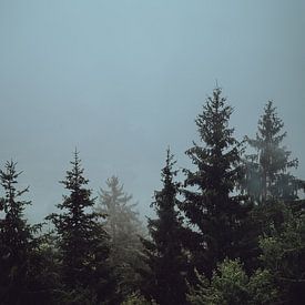 Forêts autrichiennes sur Eva Ruiten