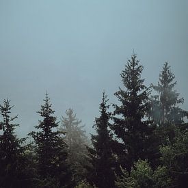 Austrian Trees by Eva Ruiten