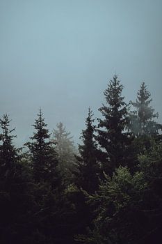 Österreichische Wälder